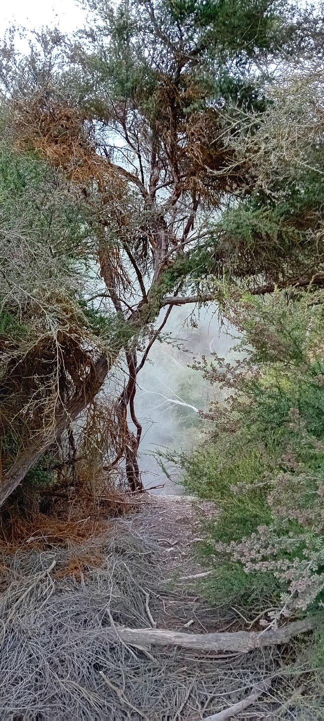 Wai-O-Tapu / Rotorua