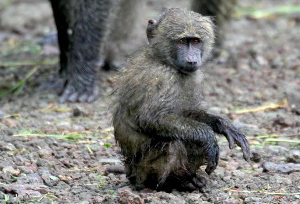 Vínculo emocional profundo de la madre elefante.