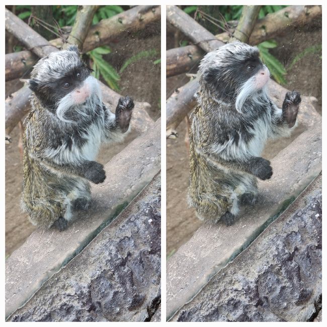 Tag drei: Zoo Aurora und Stadtteil Cayala