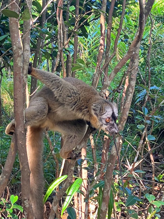 Maravilla de la naturaleza - Parque Nacional Andasibe