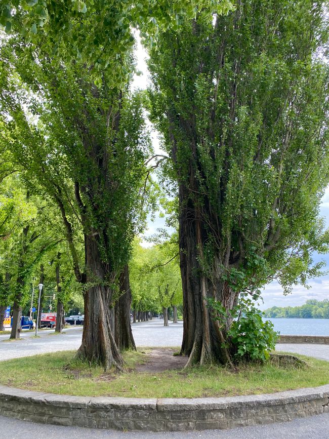 Ein gespaltener Baum (Unsere Theorie: vom Urknall erwischt)
