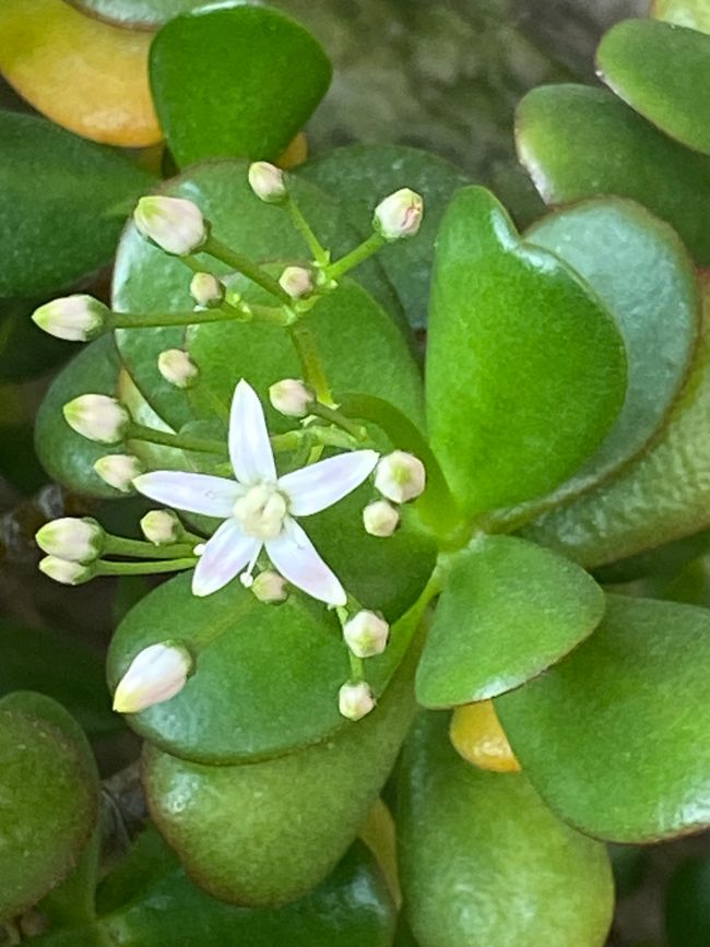 Schön und doch unbekannt