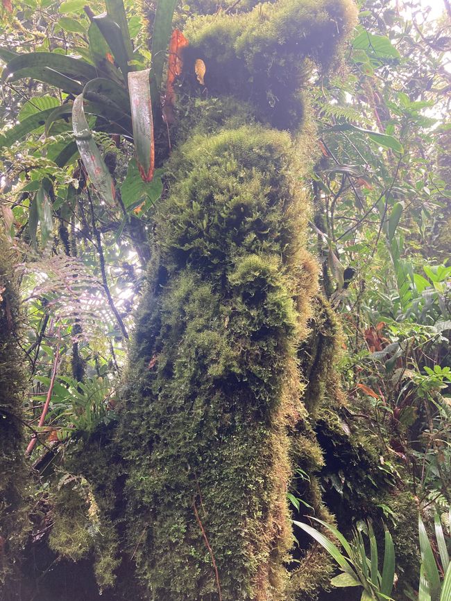 Monteverde