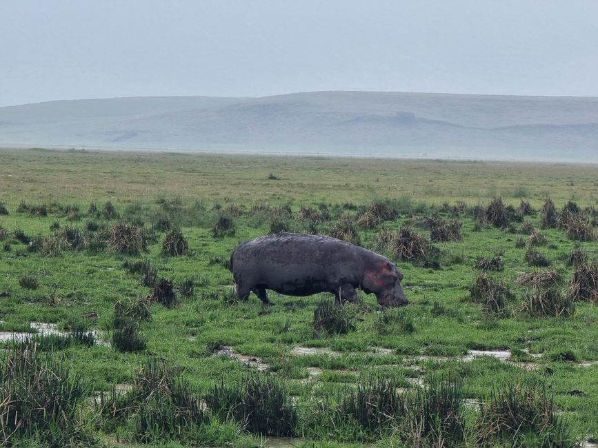 Tansania - Tag 4: Ngorongoro Krater