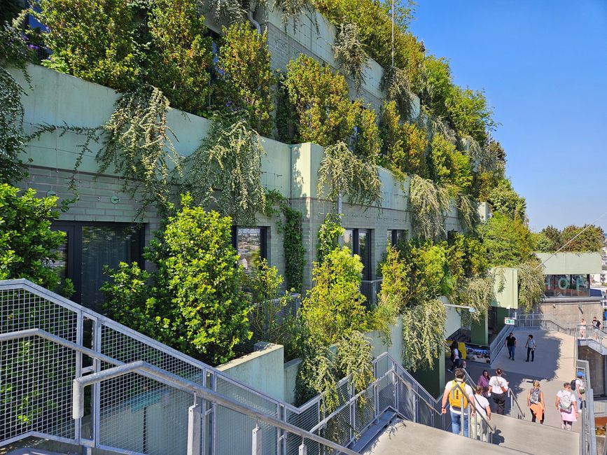 Murs extérieurs végétalisés