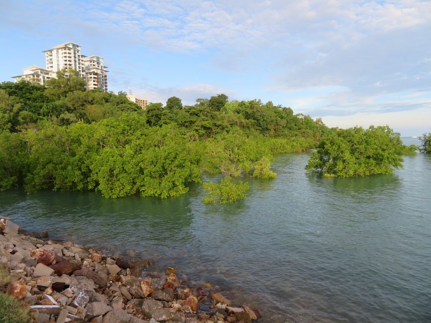 Mangroves at the edge of downtown