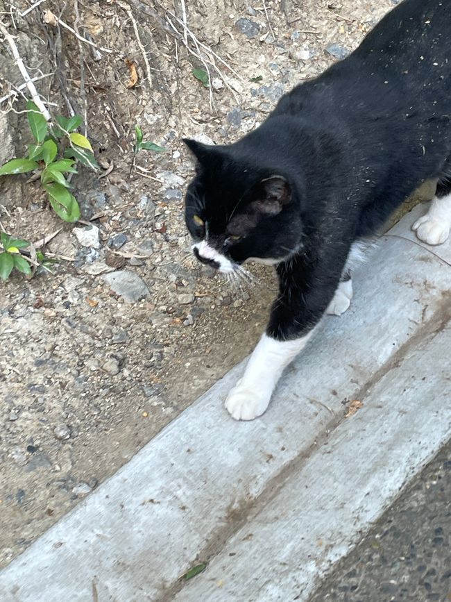 Schrein-Katze
