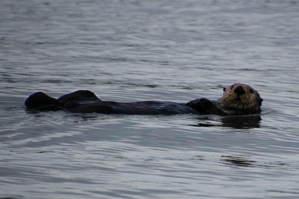 Tour de Observación de Ballenas de Seasmoke