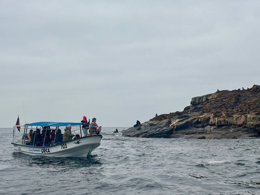 ¡En barco a la Isla Chanaral para ver ballenas de aleta, delfines, leones marinos y pingüinos de Humboldt!