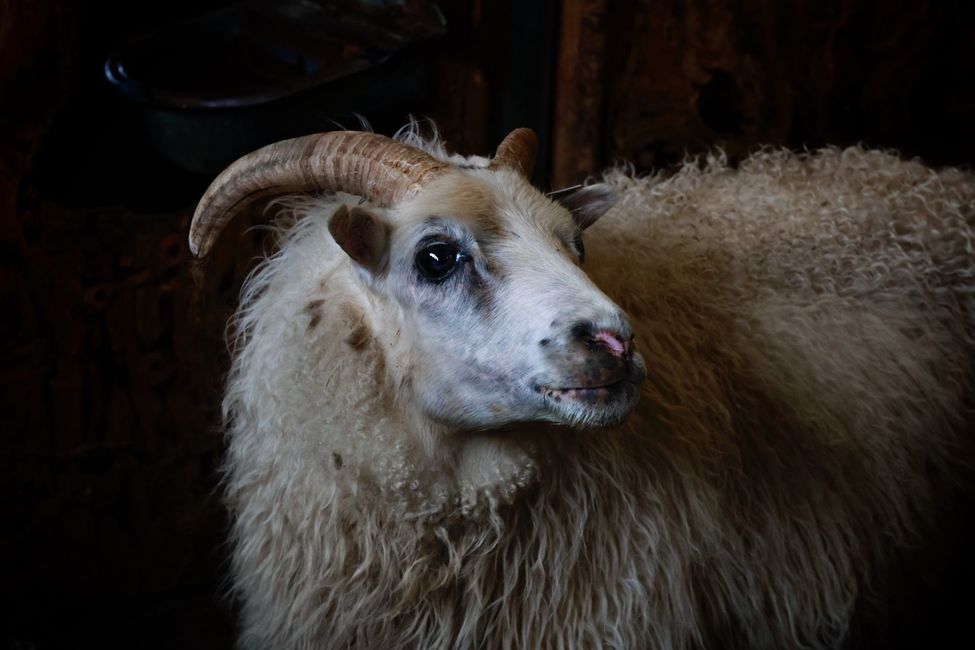 Islandschaf mit zweischichtiger Schafwolle