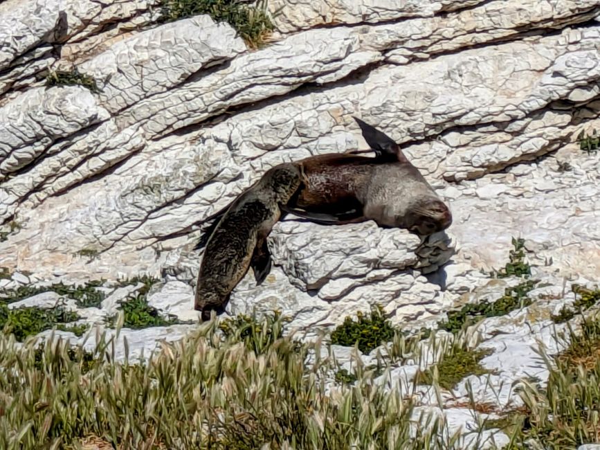 „Animal Watching“ in Kaikoura – Part Two (Seals, No Whales & Dolphins? - but Sheeps!)