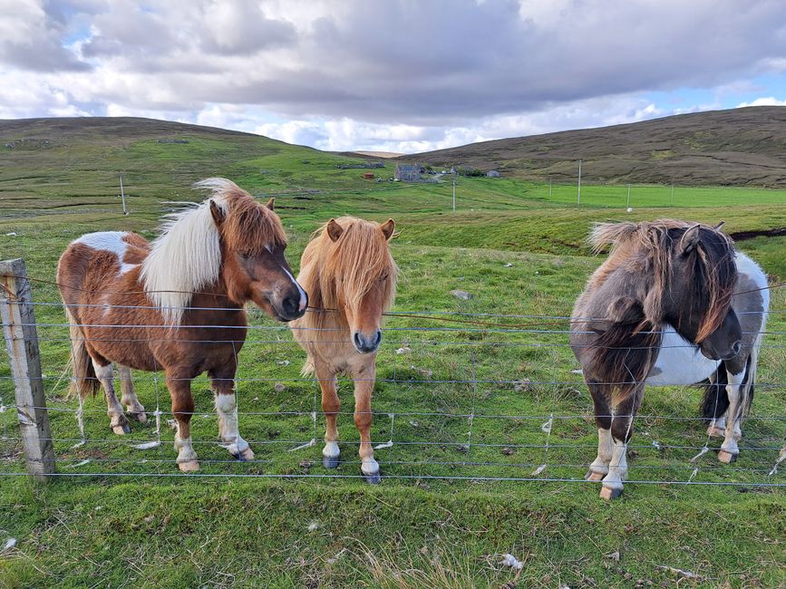 Shetland-Pony