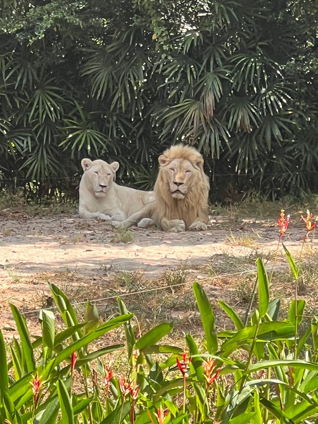 Tag 16 - Phu Quoc: Tierische Higloghts und glitzerndes Einhorn