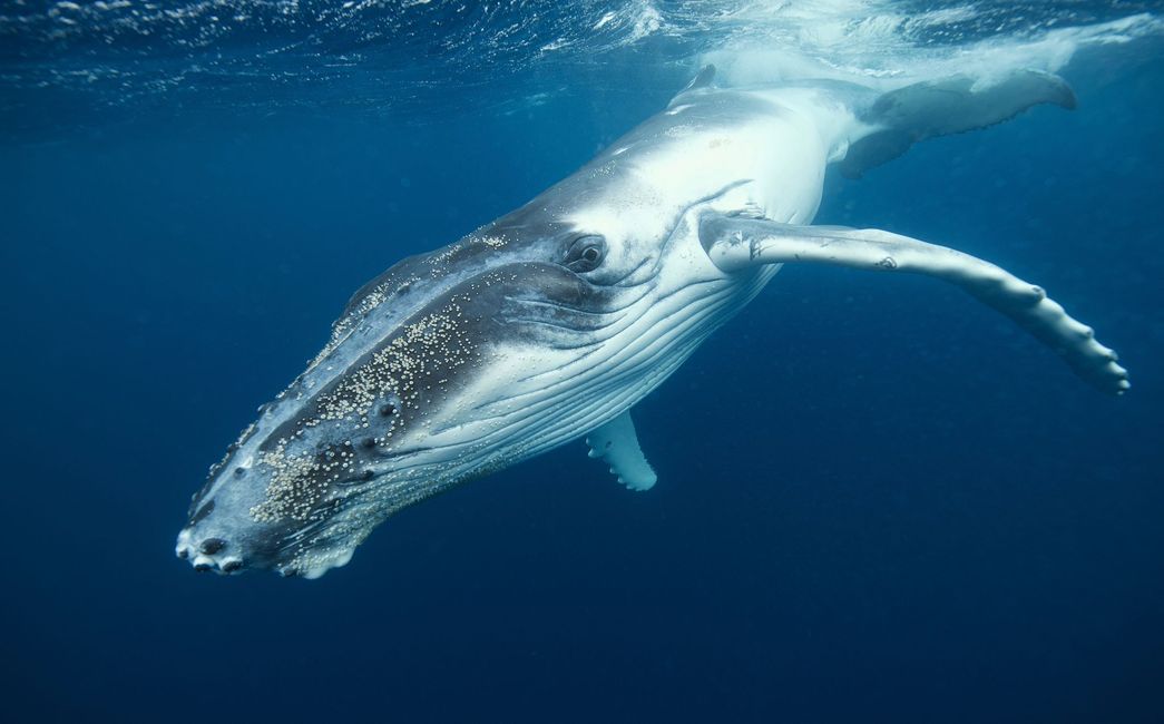 Nuotare con le balene megattere nel regno di Tonga