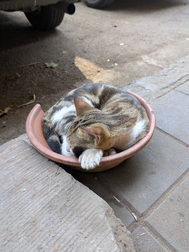 Katze im Teller (Wie süß ist das bitte?)