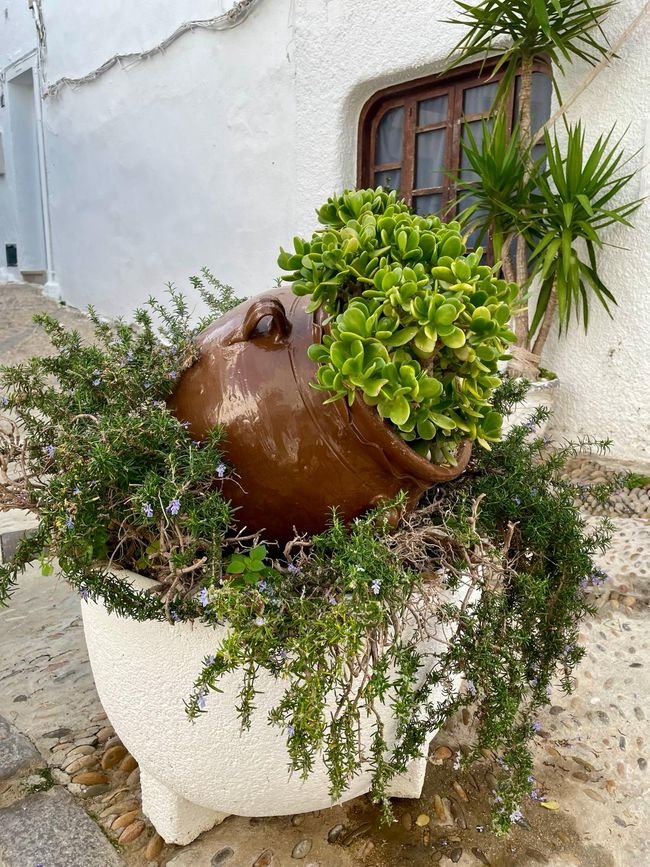 A plant in a pot in a plant in a pot.