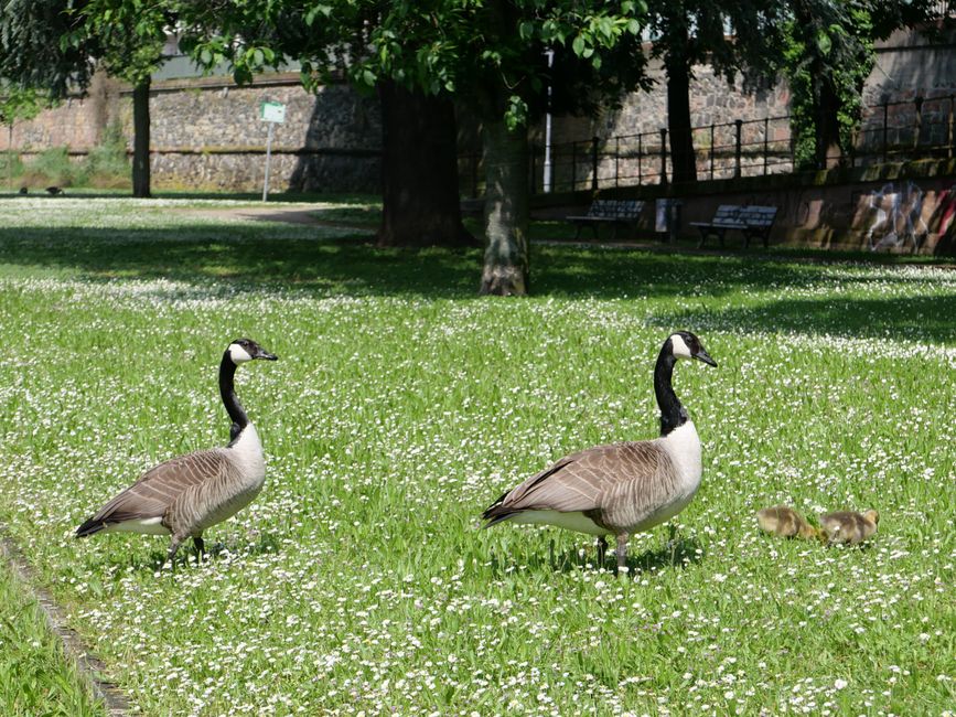 2024 - May - Goose meeting on the Main