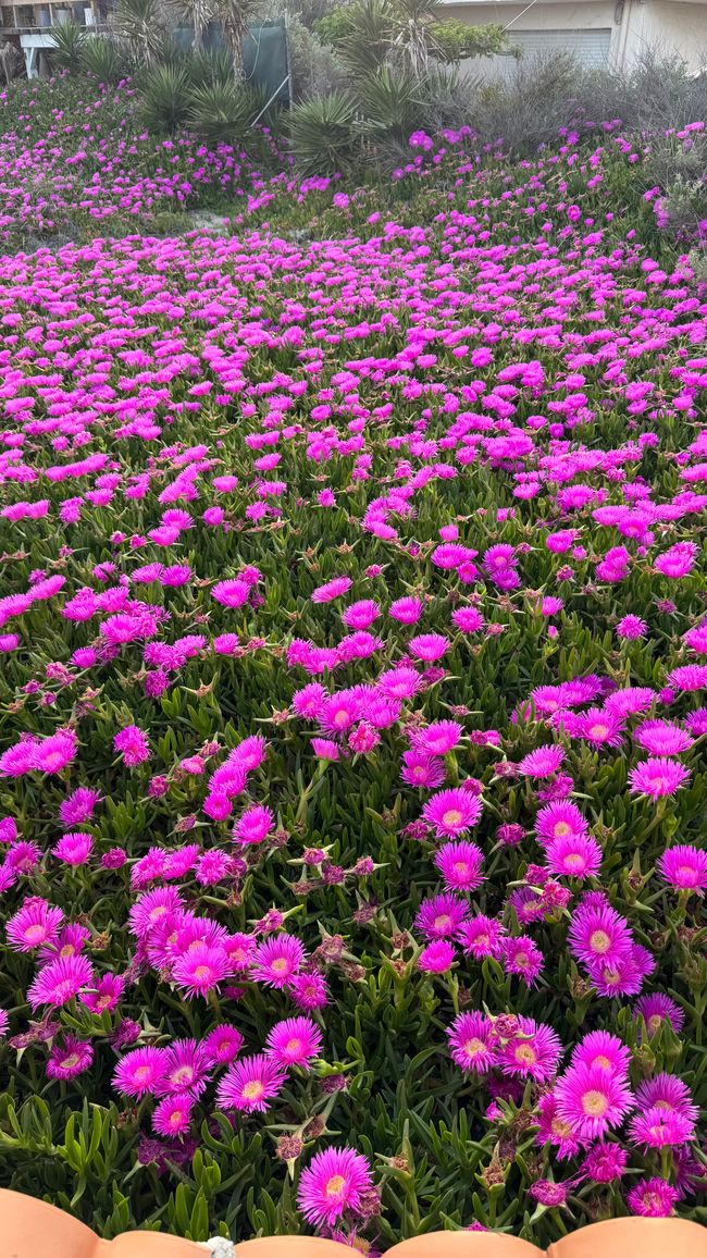 Vorgarten von einem Haus