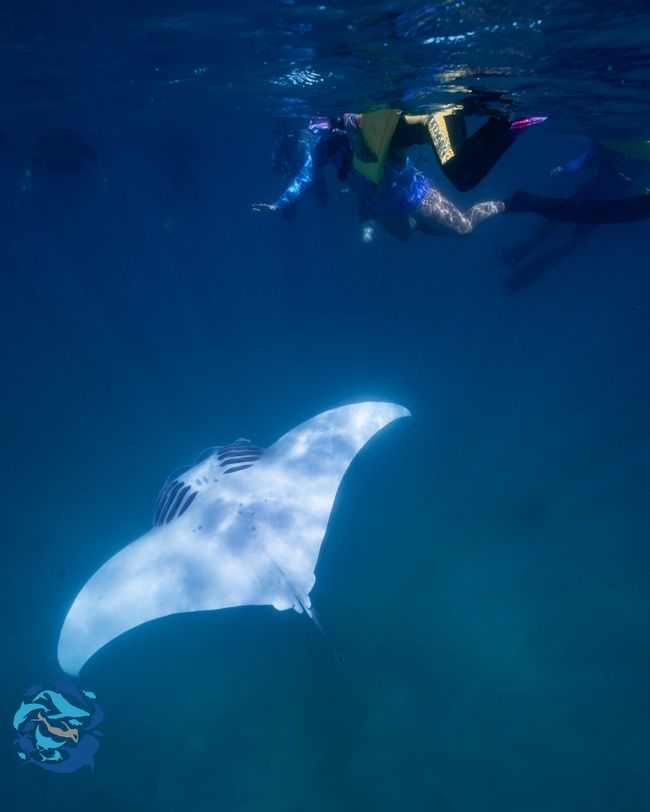 Snorkeling