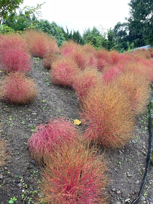 Kyoto Botanical Garden