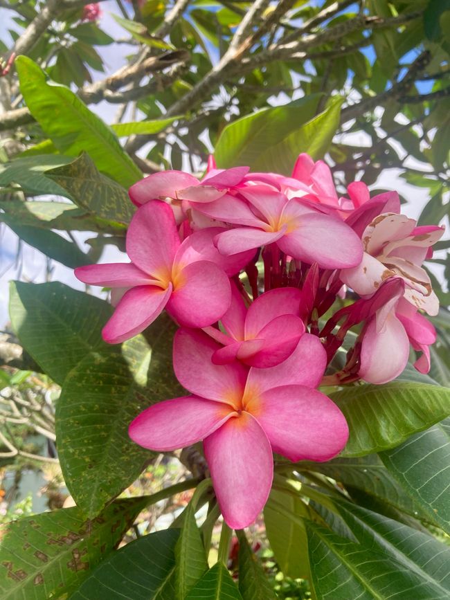 Tahiti