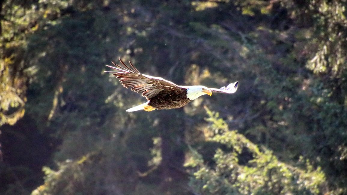 Day 26: Chilkoot River - a big bear show & photoshoot with 'Lulu'