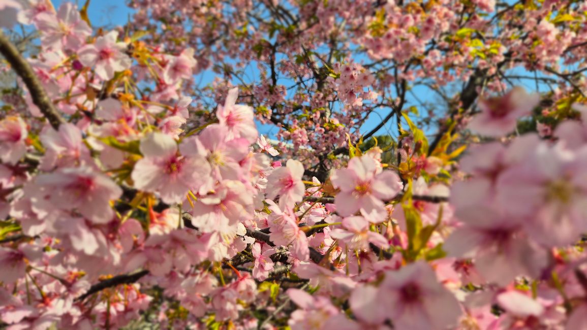 Die Kirschblüte