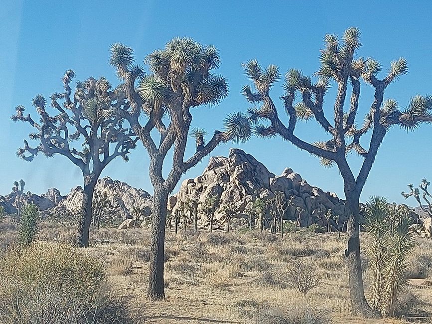 Joshua Tree