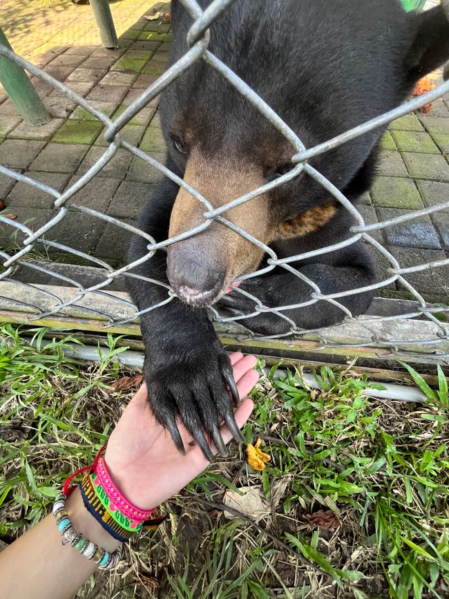 Tschüss Balou!