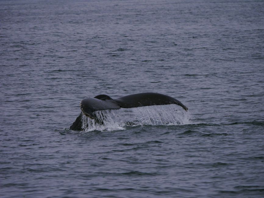 Excursión de avistamiento de ballenas