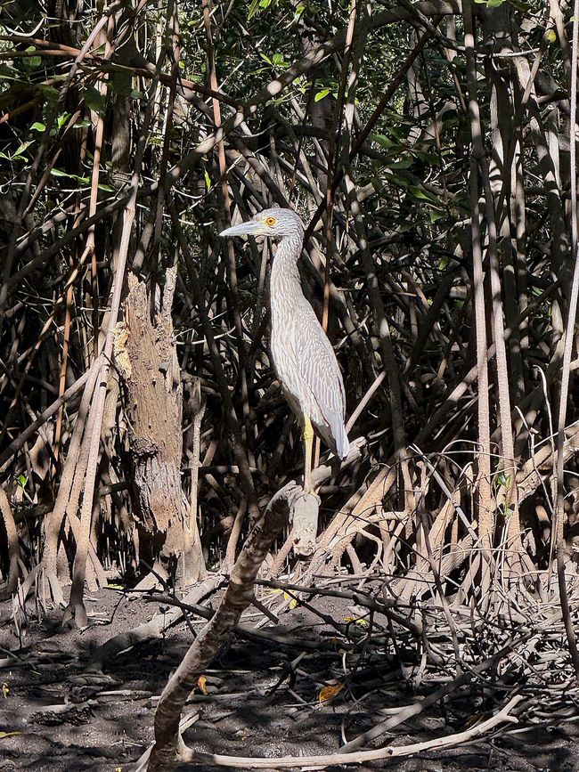 BLOG 20: Nicaragua - Costa del Pacífico y Bosque de Manglares