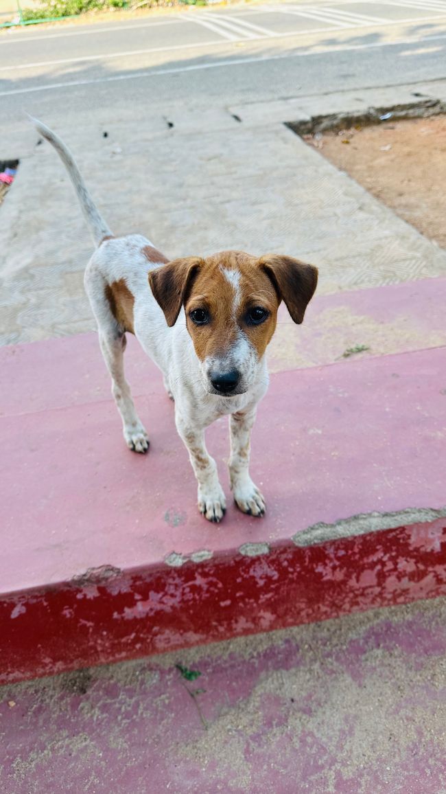 Deer Park and Fort Frederick - Trincomalee