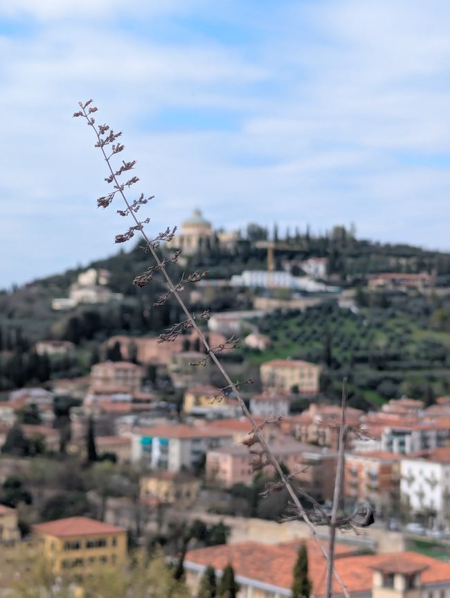 Verona 