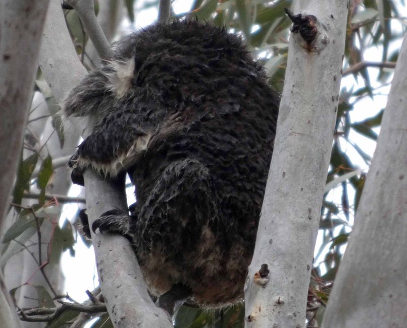 Kingscote, Kangaroo Island