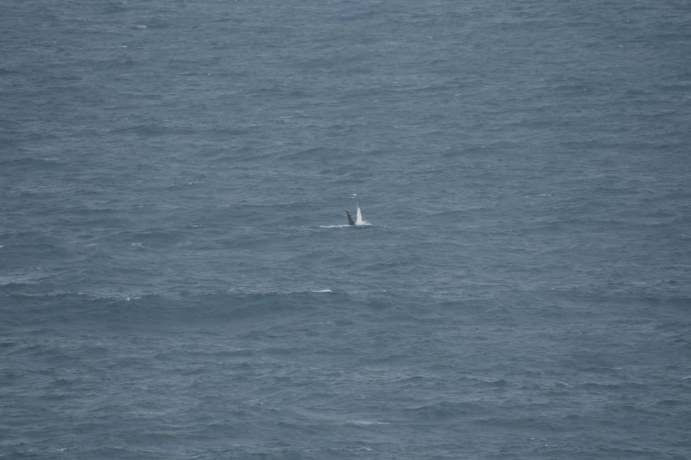 Kalbarri NP - Buckelwal (Flossen-Schlagen) / Humpback whale (fin slapping)