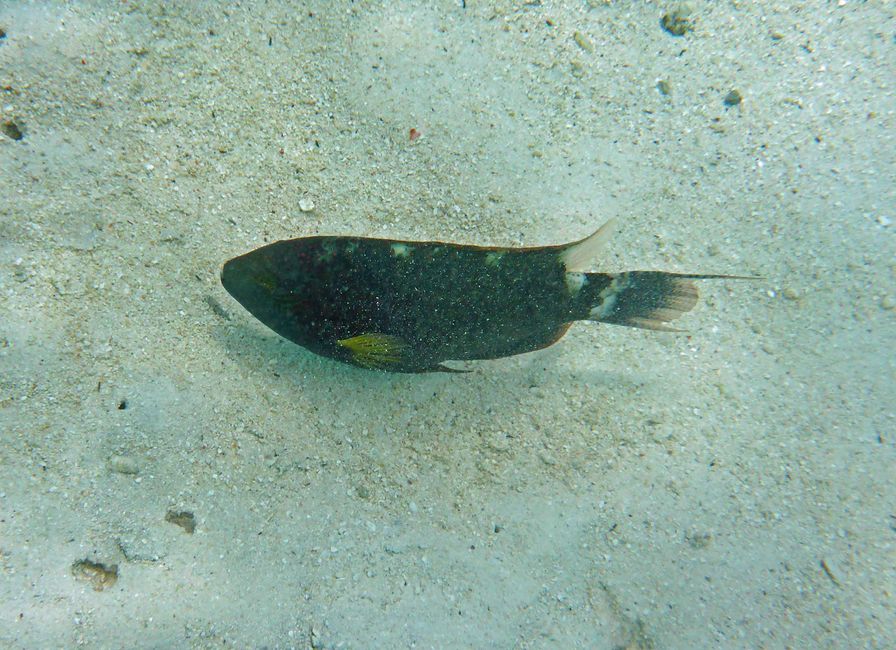 Mo orea