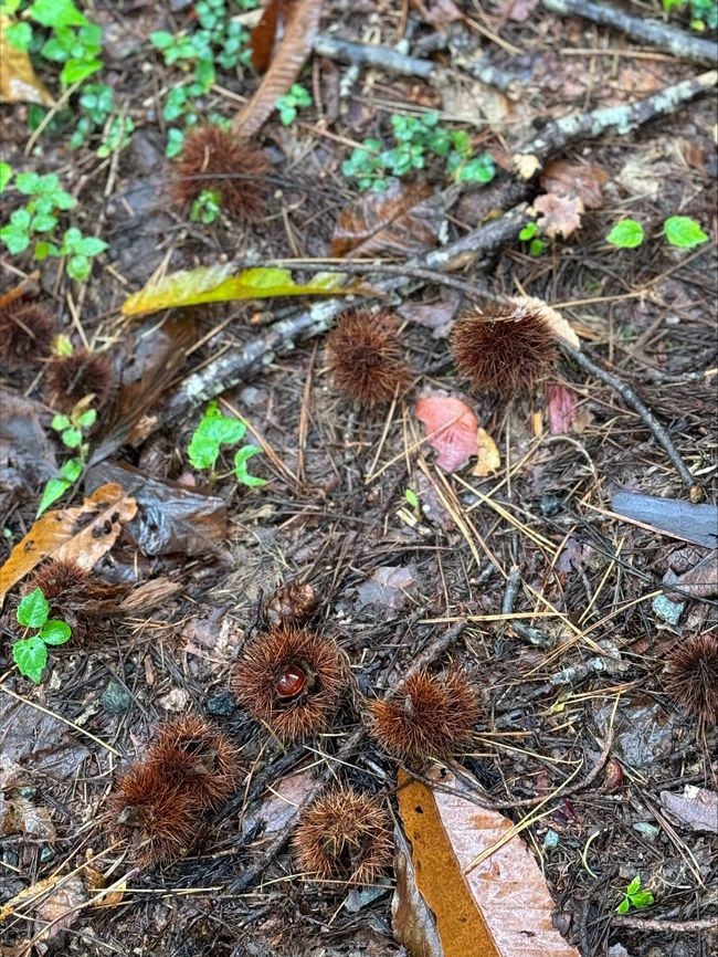 Chestnuts