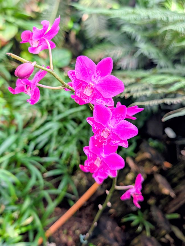 Blumen