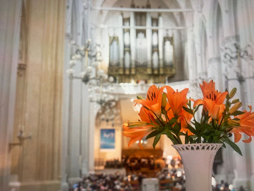 Dom St. Nicolai - 3 Meter fehlen bis 100 Meter