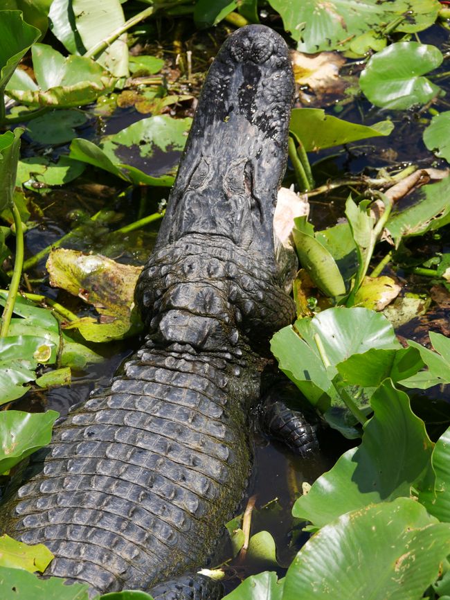 Everglades National Park