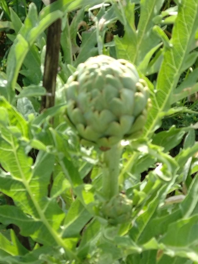 Tag 6: Irgendwas zwischen Ananas und Avocado - die Farm Home for all