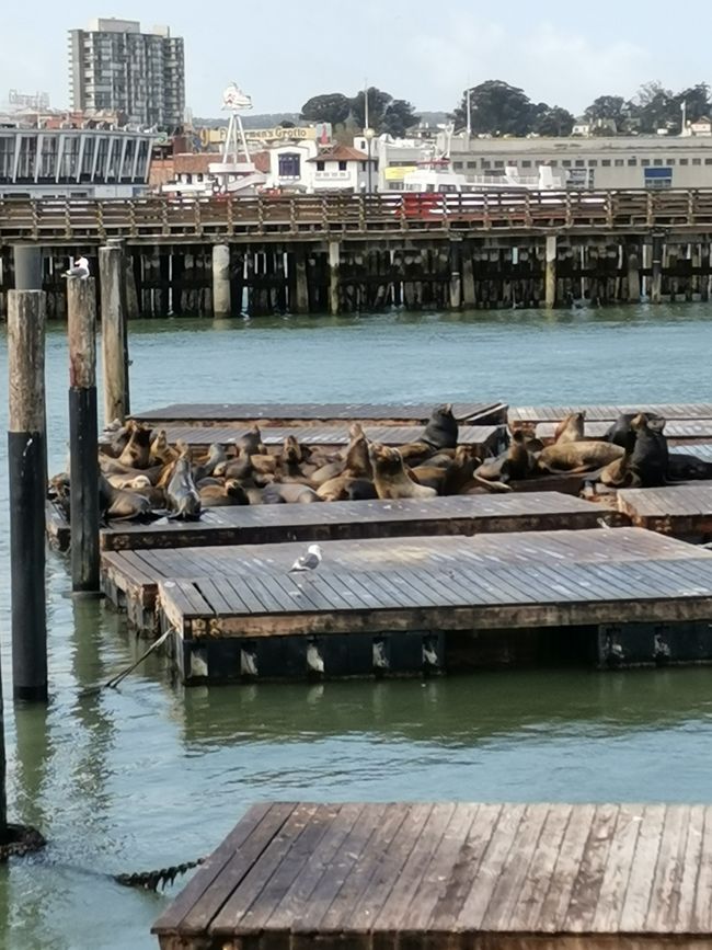 San Francisco - Metrópoli en California