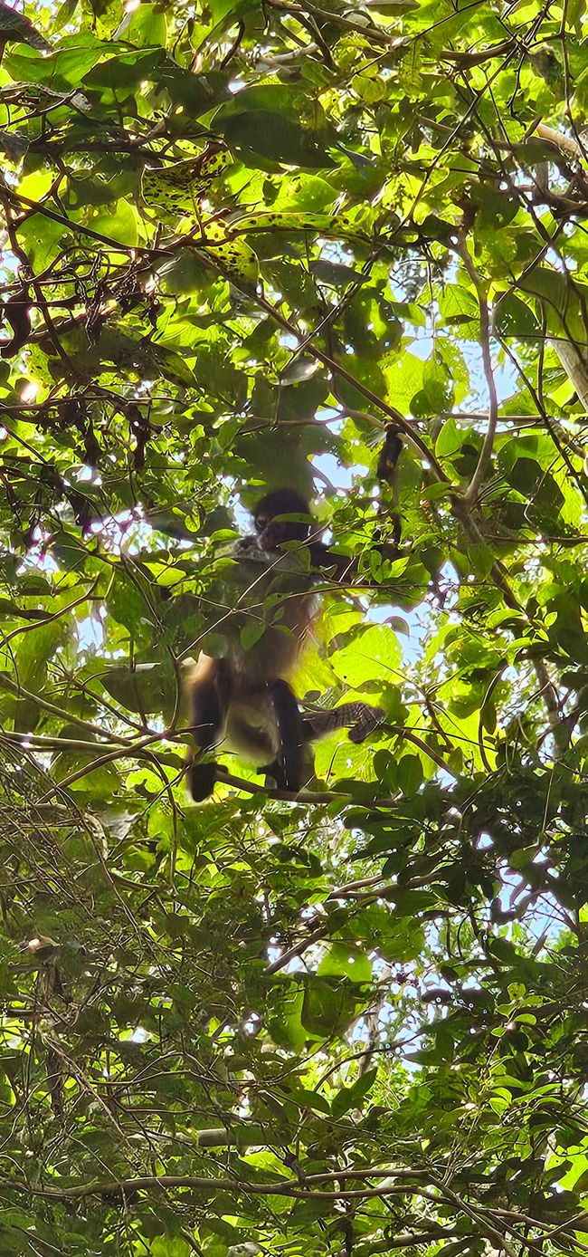 Tulum, Coba and Cenote