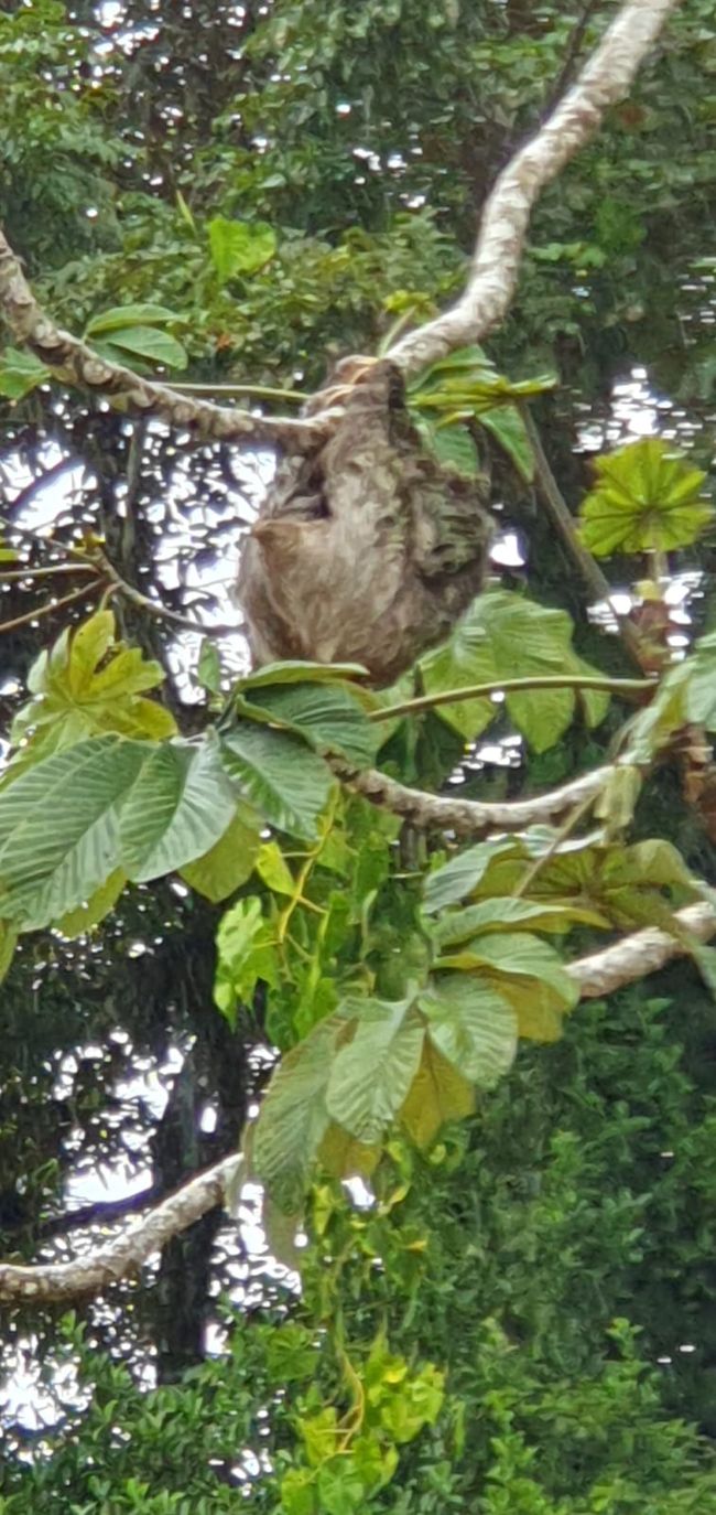 Day 39 of 175: Round the World Cruise - Puerto Limón/Costa Rica