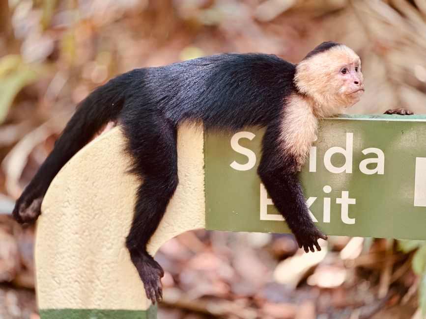 Nationalpark Manuel Antonio und Baden im Pazifik