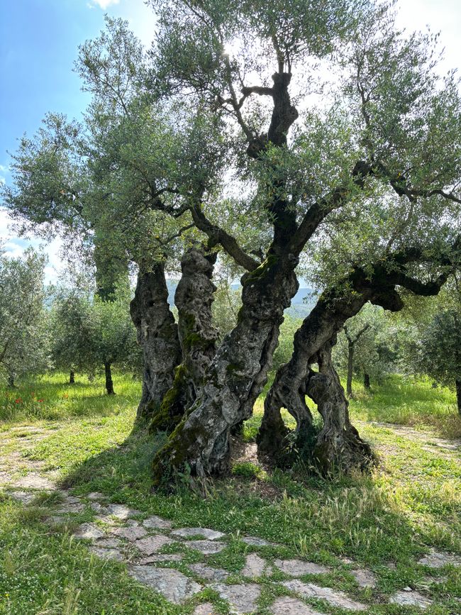Der älteste Olivenbaum Umbriens in Bovara