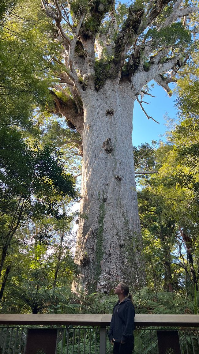 Tane Mahuta