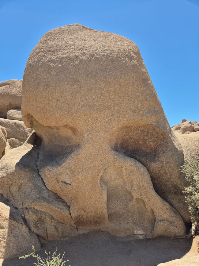 Joshua Tree