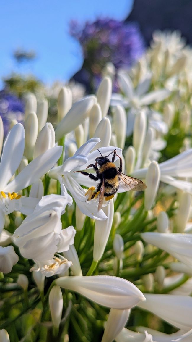 Tag 12: Dem Himmel so nah -  Pico do Areeio