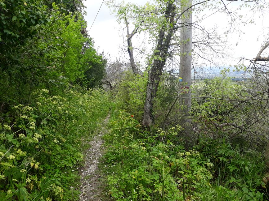 Even if it doesn't look like it, the path continues, with the yellow-blue marking on the tree to the right.
